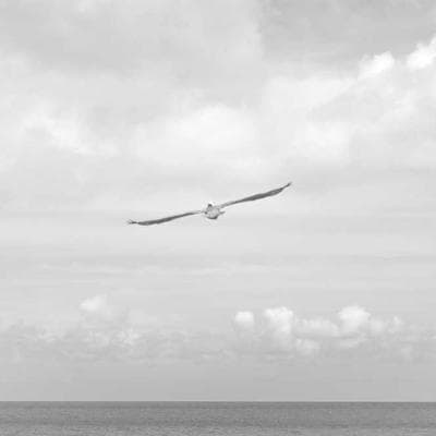 Anne Schmitt
